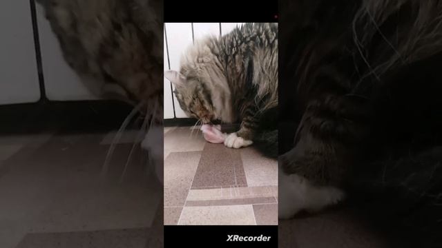 😽