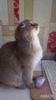 Мотя и забавные команды