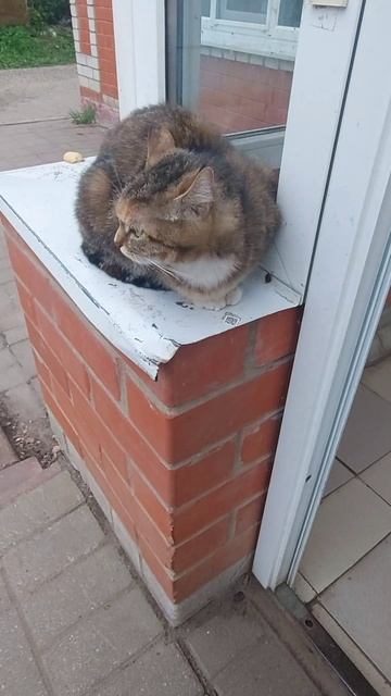Сигма кот)))