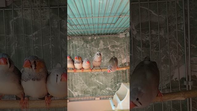 Амадины