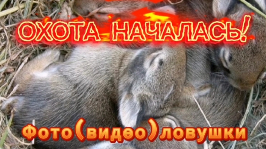 ОХОТА НА ПУШИСТИКОВ НАЧИНАЕТСЯ! 👍
ЧАСТЬ 1.