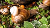 Cute pet / garden snails: mosaic glass candle holder and pearls (Schnecke, escargot, カタツムリ, улитка)