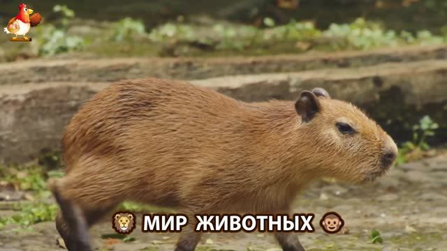 Животный мир планеты – красота и грация созданий Природы 🦁🦚🐵 Выпуск (55) 🐻🦉🦝