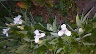"После песчаной бури: радуга 🌈 и цветение ирисов 🌸"