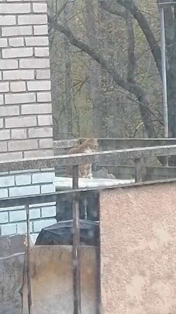 Кот рыжик тоскует на балконе