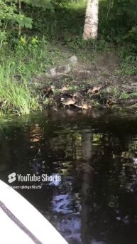 Ленобласть. Хвойное. 15.06.2024. Река Вуокса. А второе на завтрак что_ Перловая каша. Тоже вкусно