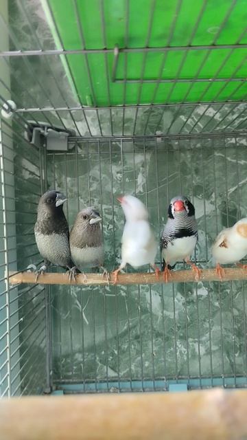 Амадины