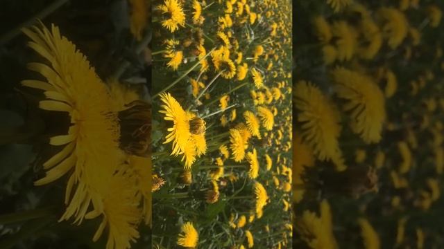 Майские одуванчики