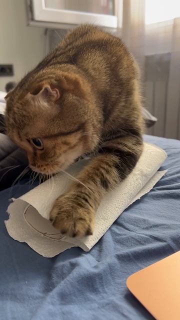 Милая шотландская вислоухая кошка играет с рулоном бумажных полотенец 🐱