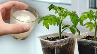РАССАДА РАСТЁТ КАК НА ДРОЖЖАХ! Простой способ получить коренастые растения без ламп