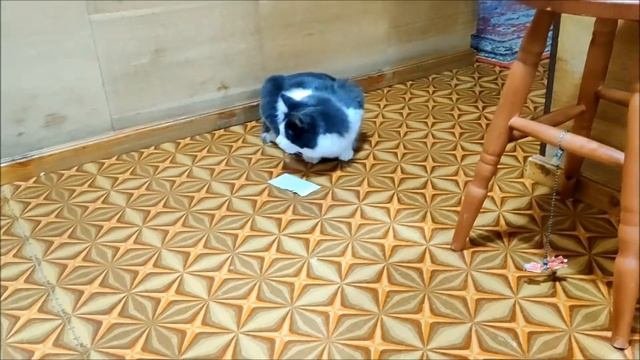 Кот и скотч(Пятлин-Печора)