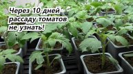 РАССАДА ТОМАТОВ КАК С КАРТИНКИ! Простой способ получить идеальные растения