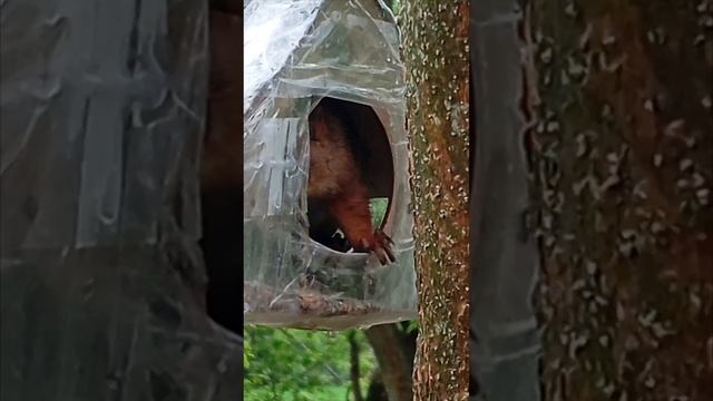 01.05.25 ... зарисовка бельчонка в кормушке