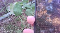 Определение названия растения с помощью мобильного телефона и Яндекса