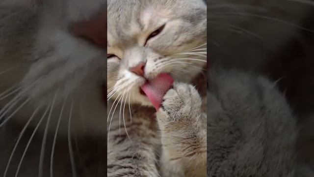 Наш TG https://t.me/liveofcats