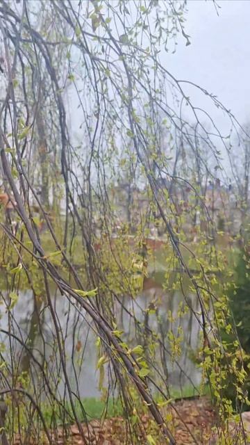 РЫБИНСК апрель 2025г