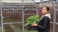 🌱 Чем опасна ранняя высадка рассады? Как спасти растения в холода