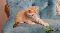 Котенок Рыжий Шотландский