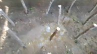 Запуск школки для инжира 02.05.2025г. от Small Garden's