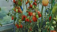 5 причин посадить 'Дамский пальчик' в этом году! Вкус, который не купишь в магазине