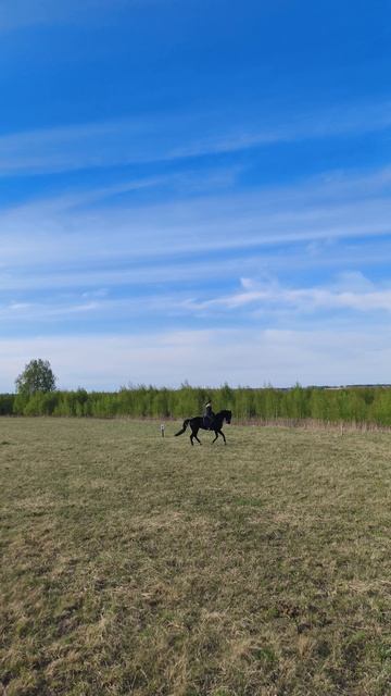 Оксана Новикова и Дольче Вита, самостоятельная работа, галоп в поле.