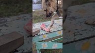 Орут на собаку чтобы не трогала а подают как дружбу 😝🍖🐶❤️😽