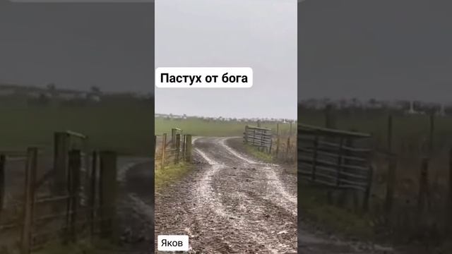 пастух от бога