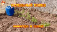 Капельный полив из большой канистры и шланга для помидоров 🍅💦❣️
