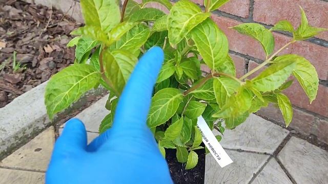 заказ можно сделать по номеру на Ватсап +79286646808 Виктория🌸