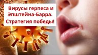Вирус герпеса и эпштейн- барра.