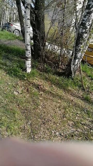 У парка брожу в поисках белок