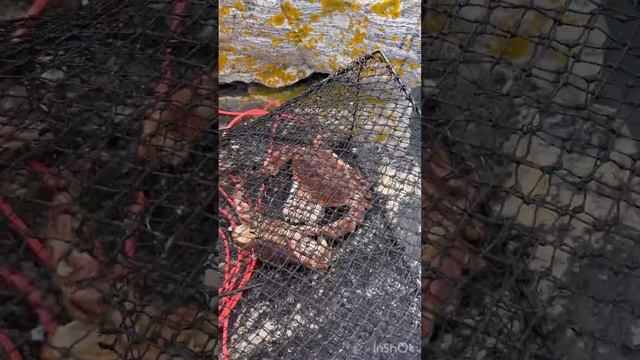 🦀Достаём крабы из краболовки 🦀