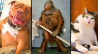 СМЕШНЫЕ КОТЫ 🤪 ПОДБОРКА СМЕШНЫХ ЖИВОТНЫХ 😂 Funny ANIMALS videos 😊 Funniest CATS😺 and DOGS🐶 2025