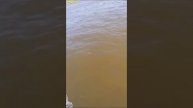 Захватывающее приключение на Волге. Охота на сазана