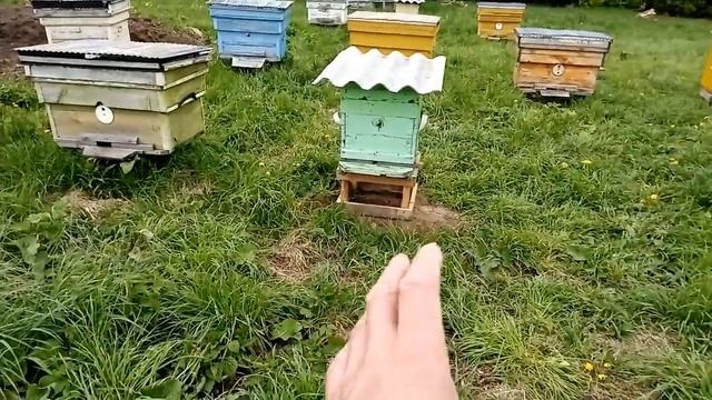 13 мая 2024 г. Обзор на пасеке, погода дает коррективы.