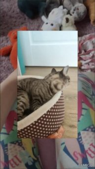 Мем про кошку Мурку.