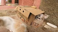 Дружелюбный бродячий котенок каждый день ждет, когда его кто-то усыновит (2025 год)