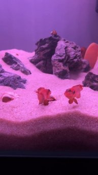 Лампрологус оцеллатус Lamprologus ocellatus Tanganyika Cichlid