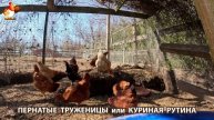 Куры несушки свободного выгула и их обычная куриная рутина – эпизод (224)