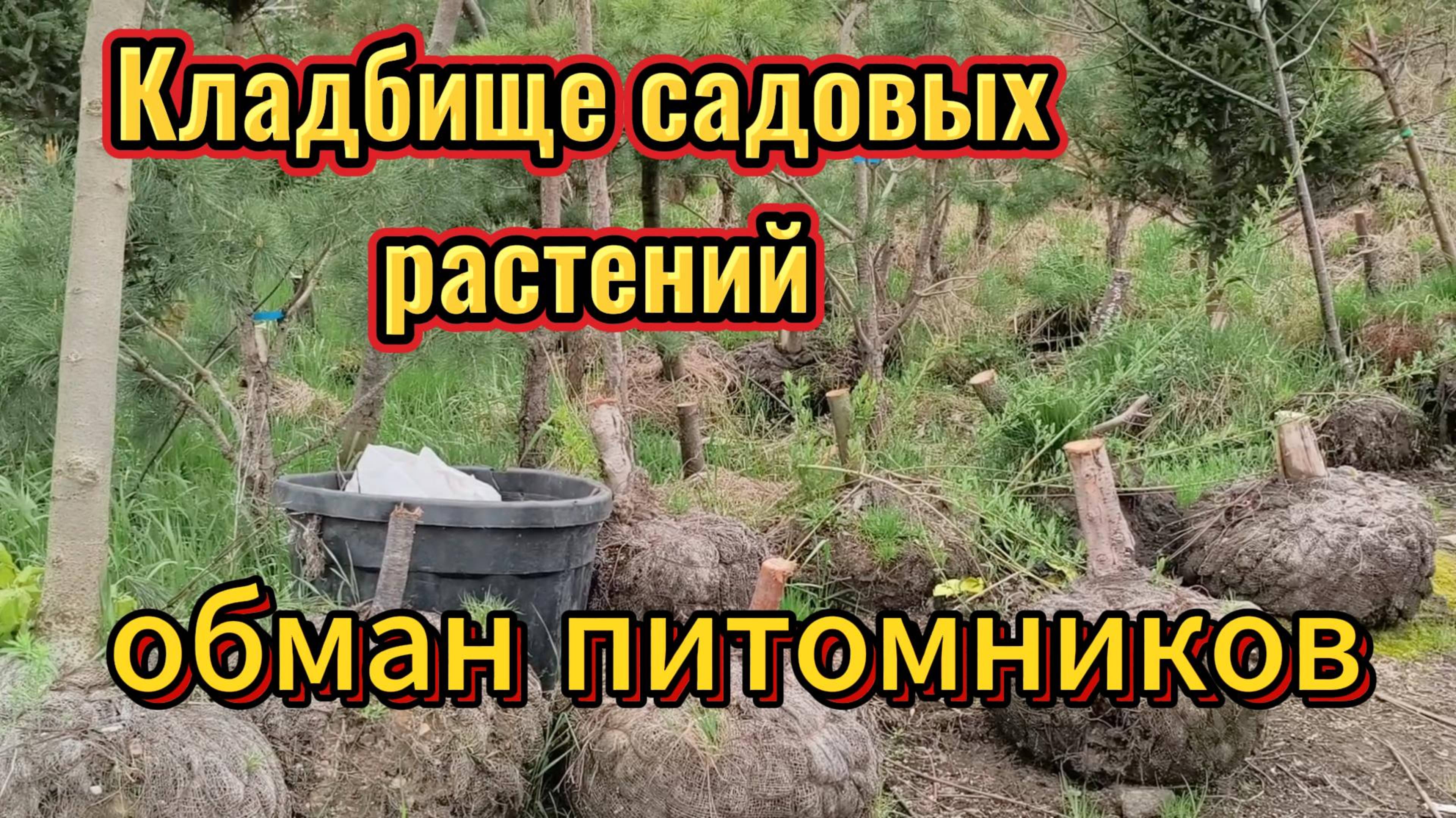 Как нас обманывают в питомниках растений