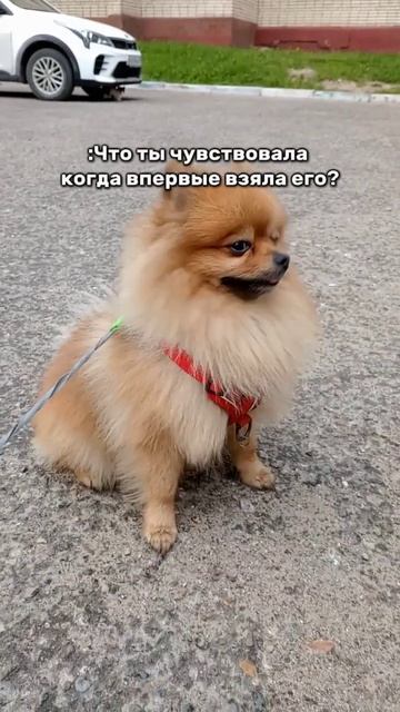 #собака #dog #рек #шпиц