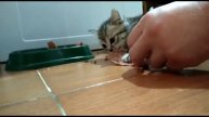 Котик том настоящий тигр!