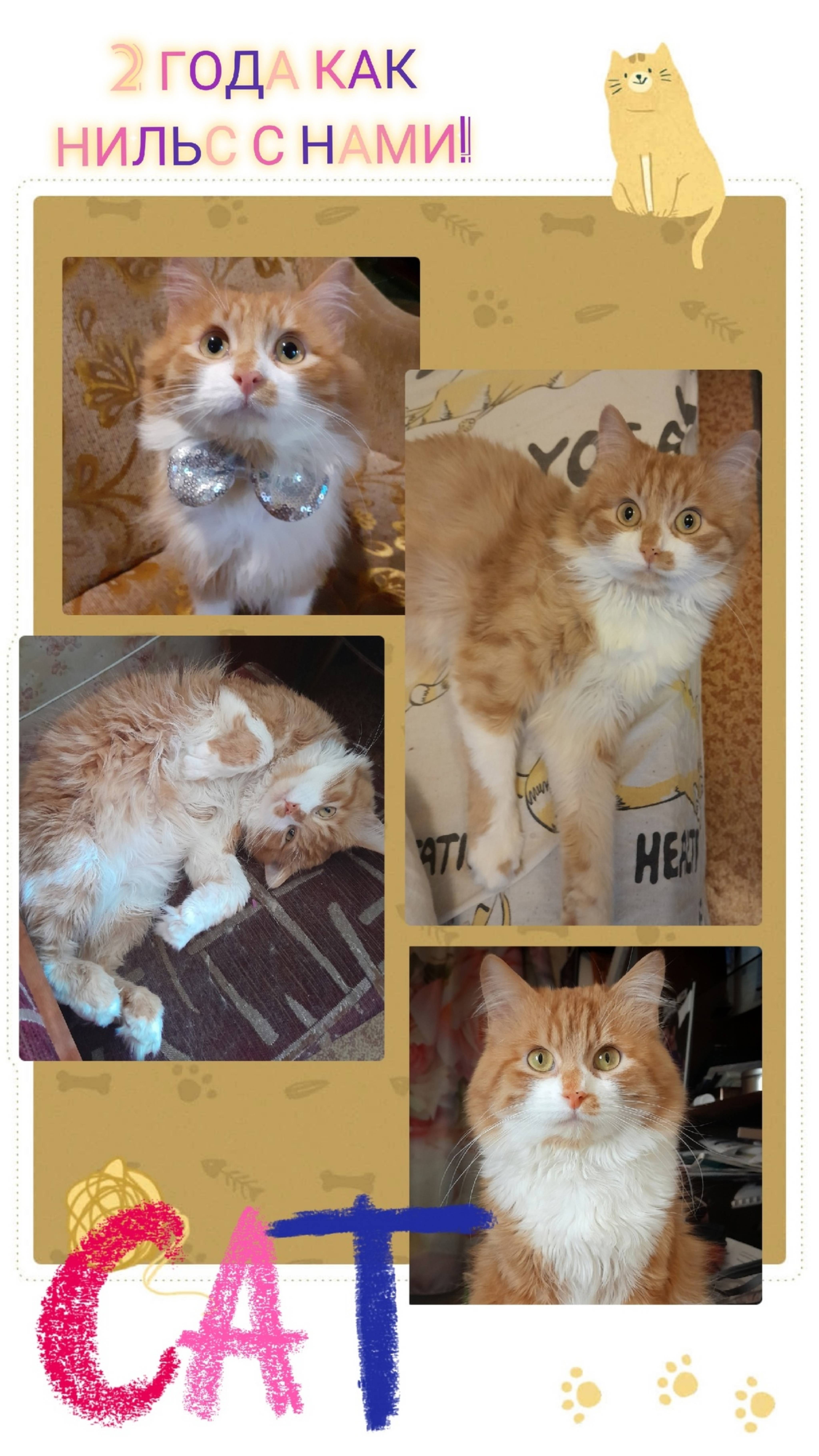 Кот 🐱 Нильс!
2 года у нас! Ура!!!