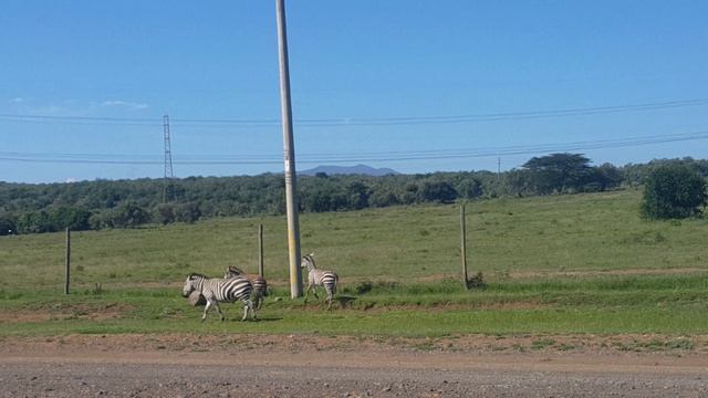 Зebras by the road, Kenya