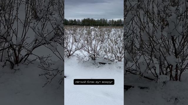 Снежок 2 мая на нашей ферме