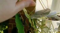 Обзор_Растений_В_Гостиной81.mp4