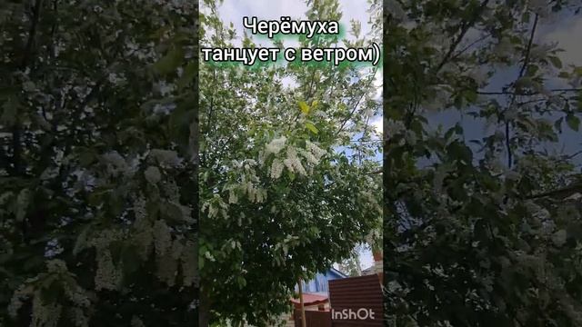 Черёмуха танцует с ветром