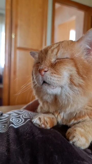 До чего ж хорошо жить на белом свете 🤗😺 #песенка #котлеопольд #котыкошки