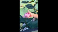 Лотосы в дельте реки Волга
