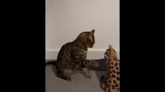 Silly Cats with secret agenda